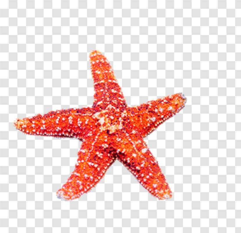 Echinoderm Starfish Jellyfish U5357u4eacu6d77u5e95u4e16u754c Marine Biology - Invertebrates Transparent PNG