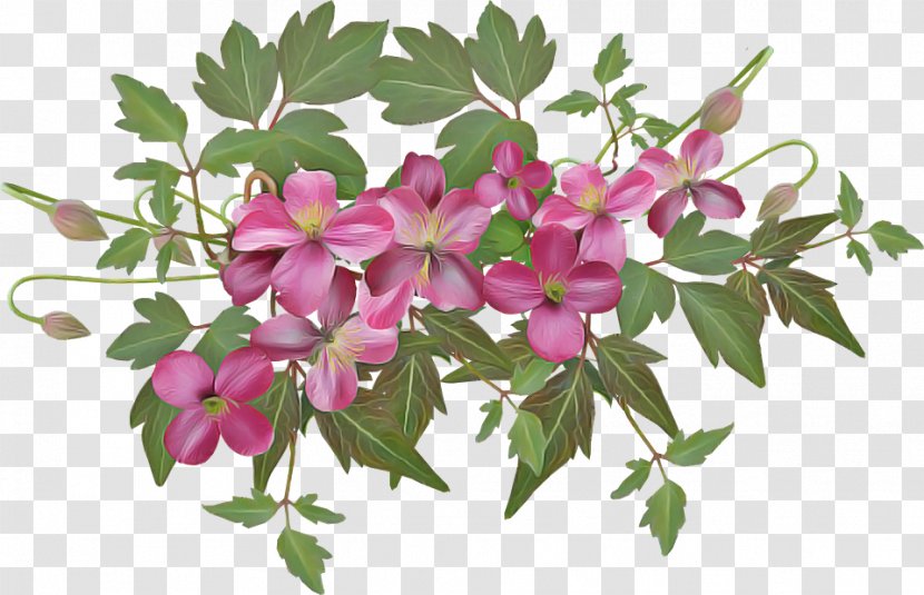 Flower Plant Pink Flowering Petal - Perennial Impatiens Transparent PNG