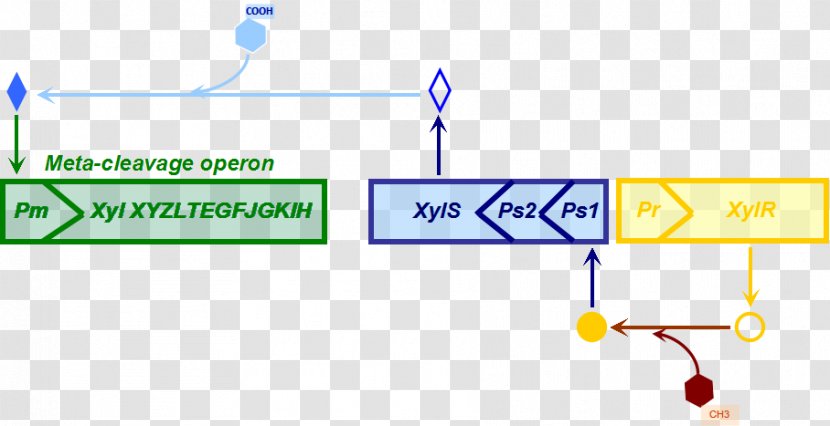 Brand Line Organization Point - Microsoft Azure - Transcription Factor Transparent PNG