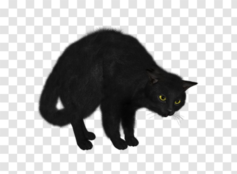 Norwegian Forest Cat Kitten Black Clip Art Transparent PNG