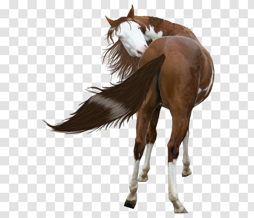 Horses Mustang American Paint Horse Miles City Bucking Sale Stallion - Mane - Painted Transparent PNG