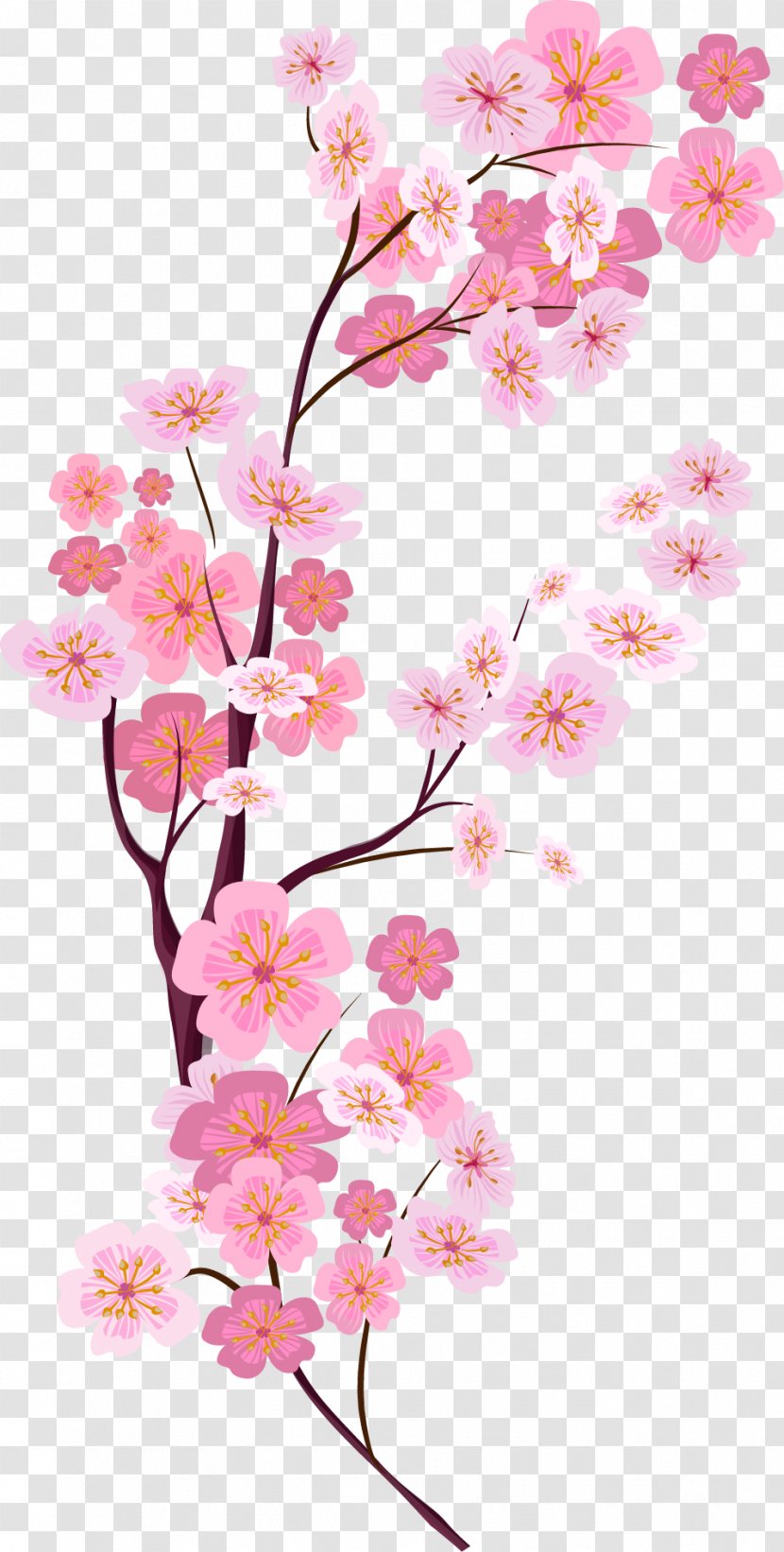 Cherry Blossom Euclidean Vector - Branch - Painted Pink Blossoms Transparent PNG