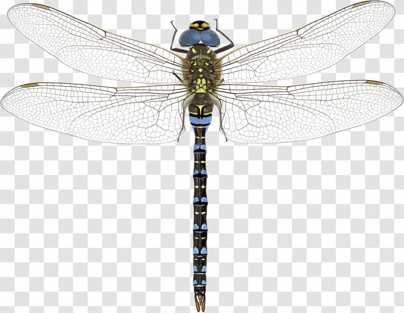 A Dazzle Of Dragonflies Dragonfly? Southern Hawker Azure - Net Winged Insects - Damselflies Transparent PNG