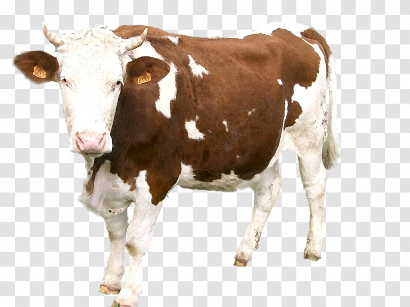 Abondance Cattle La Vache Cow Dairy Taurine Transparent PNG
