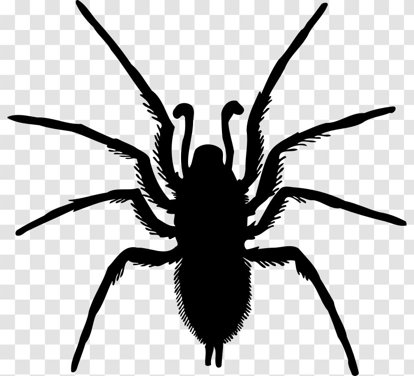 Spider Silhouette Drawing - Arachnid Transparent PNG