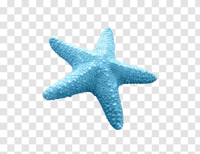 Starfish Blue Sea Star Euclidean Vector Invertebrate Transparent PNG