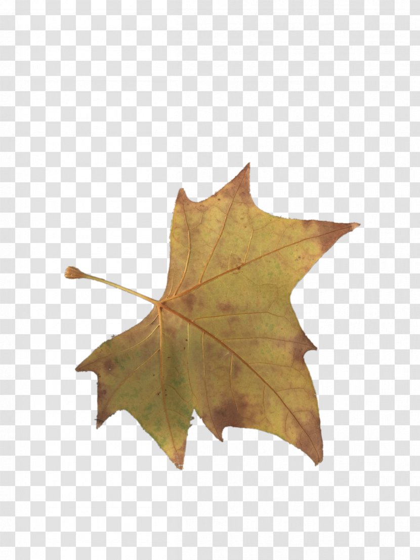 Maple Leaf Yellow - Leaves Transparent PNG