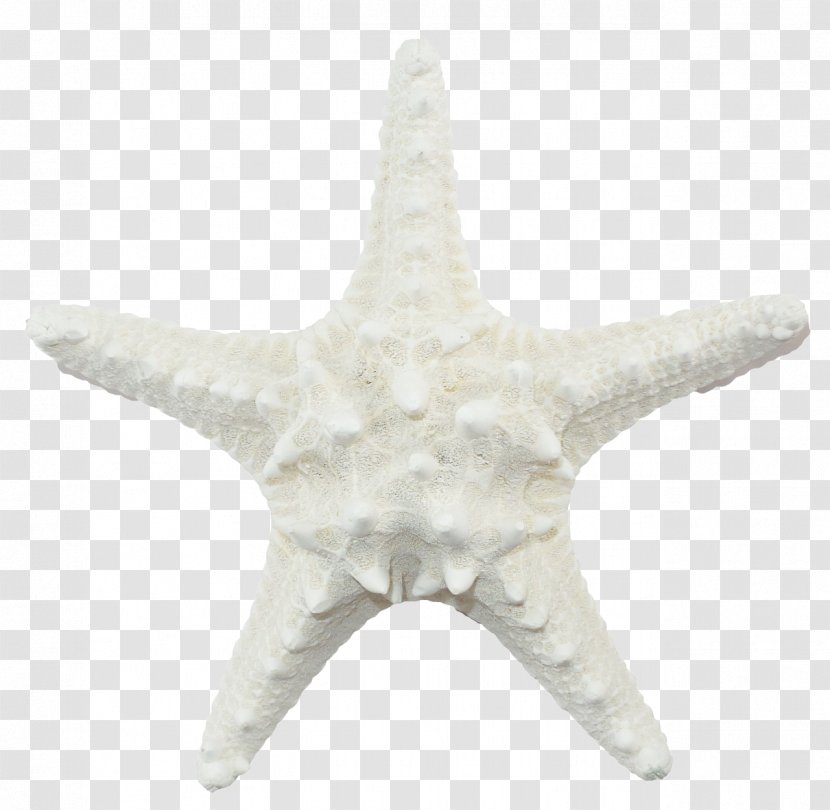 Starfish Echinoderm White - Marine Invertebrates Transparent PNG