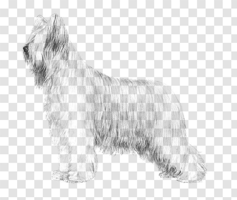 Skye Terrier Glen Briard Cesky Tibetan - Carnivoran - Bearded Collie Transparent PNG