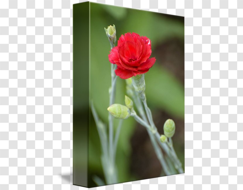 Cut Flowers Rose Family Bud Plant Stem - Wildflower - Red Carnation Transparent PNG