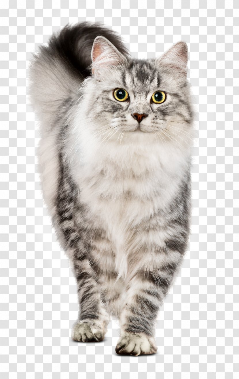 Cat Food Chicken As - Dog Transparent PNG