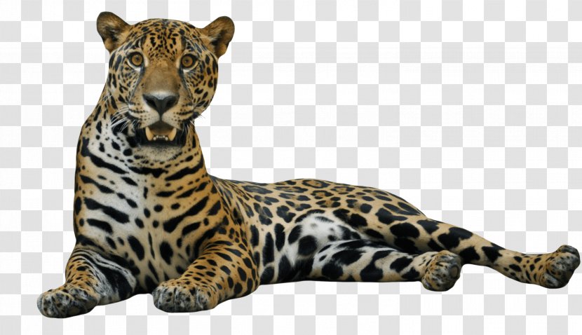 Jaguar Clip Art - Fauna Transparent PNG