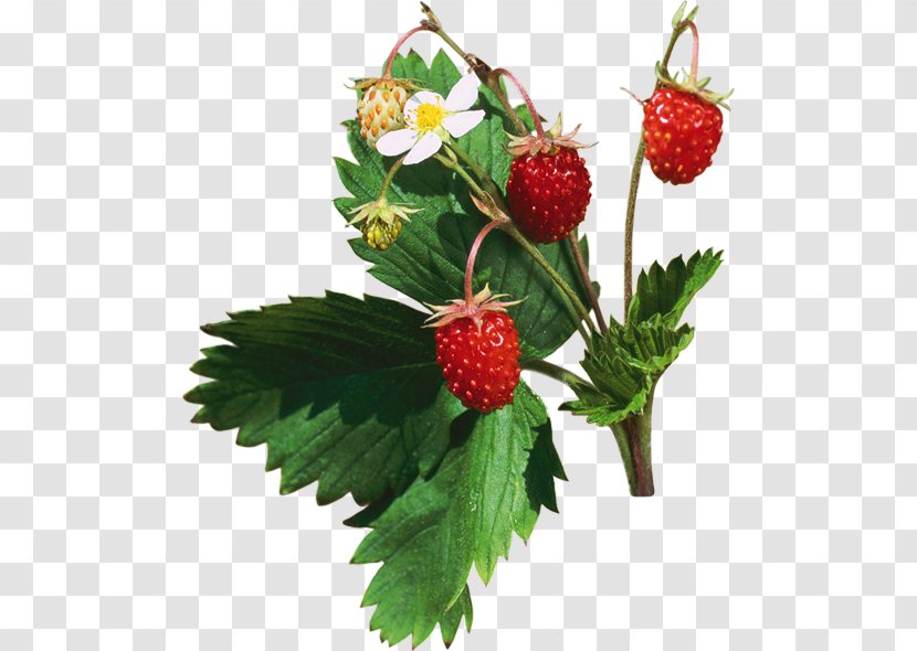 Strawberry Food Fruit - Boysenberry Transparent PNG