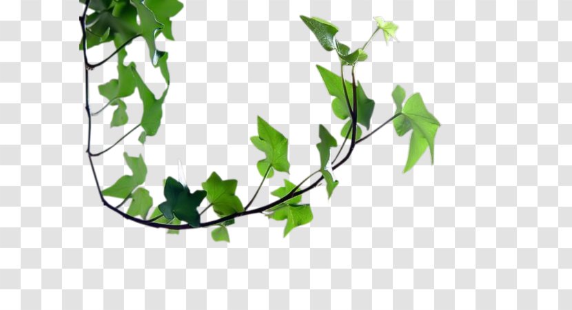 Leaf Twig Centerblog Branch Image - Plant Transparent PNG