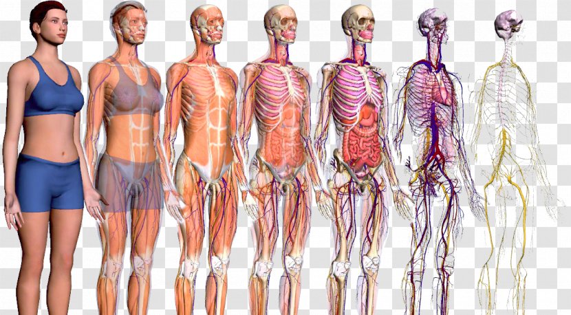 Human Body ZygoteBody Anatomy Homo Sapiens Explorers To The New World - Flower - Atlas And Textbook Of Transparent PNG