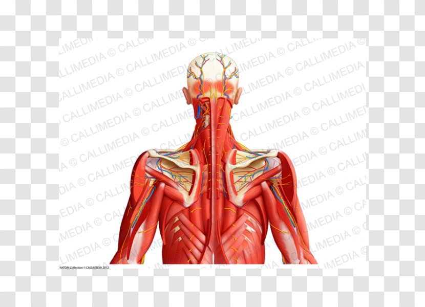 Aponeurosis Neck Muscle Human Body Blood Vessel - Silhouette - Bloodstain Transparent PNG