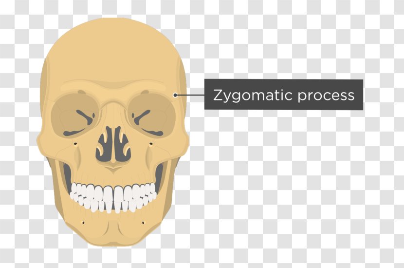 Vomer Lacrimal Bone Nasal Anatomy Skull Transparent PNG