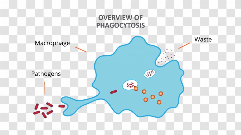 Phagocyte Macrophage Phagocytosis Diagram Lymphocyte - Adaptive Immune System - Debris Transparent PNG