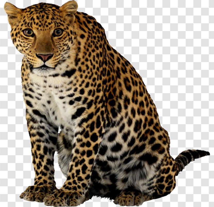 Leopard Jaguar Felidae Black Panther Lion Transparent PNG