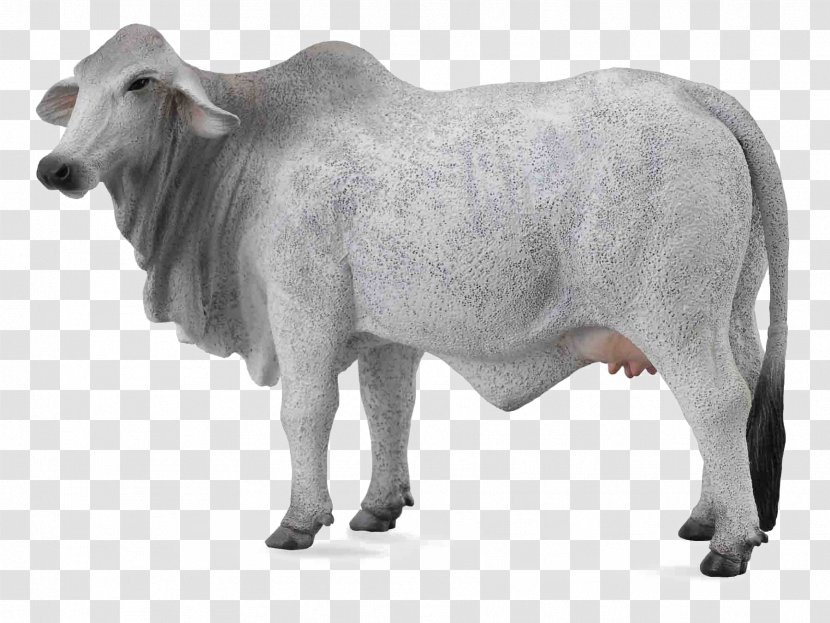 Brahman Cattle Ankole-Watusi Hereford Braunvieh Murray Grey - Sheep - Domba Transparent PNG