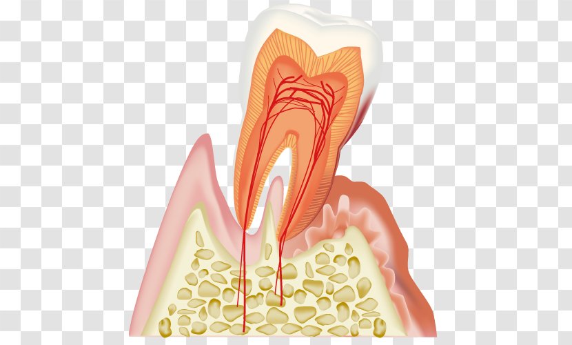 Dentistry Periodontal Disease 歯科 Gums - Watercolor - Gum Transparent PNG