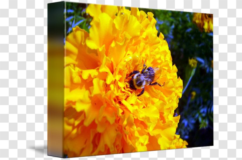 Honey Bee Bumblebee Nectar Desktop Wallpaper - Yellow Transparent PNG