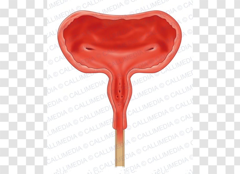 Urinary Bladder Urine Anatomy Cancer Excretory System - Flower Transparent PNG