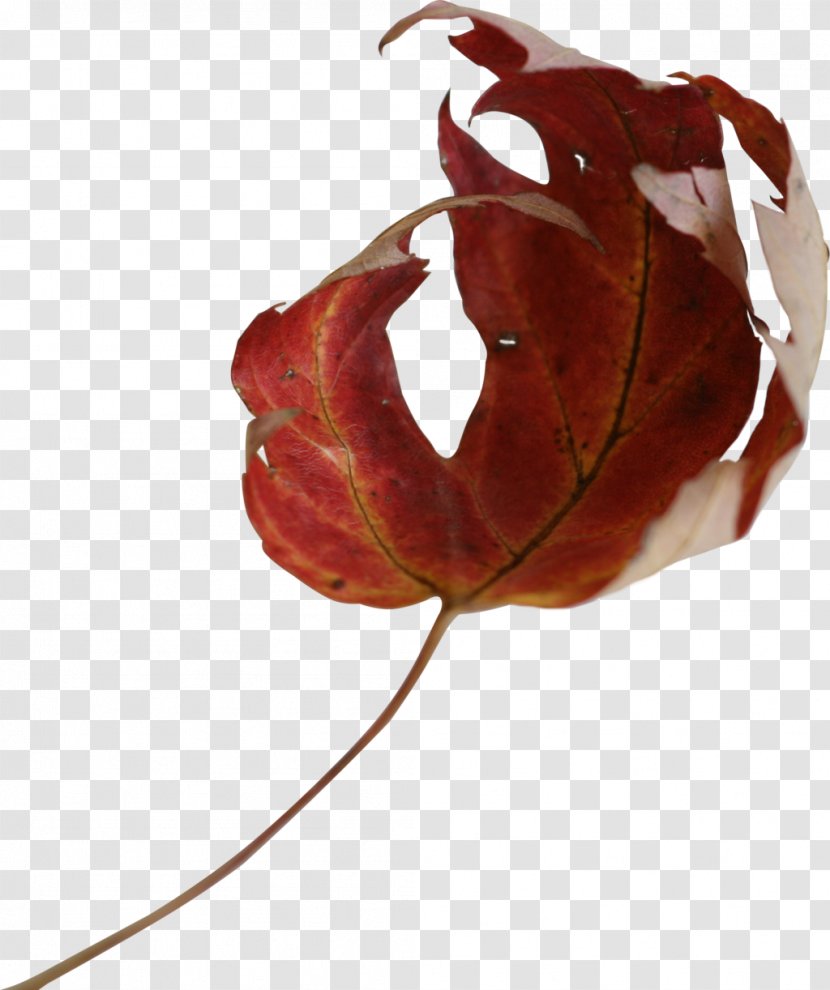 Maple Leaf Photography - Petal Transparent PNG