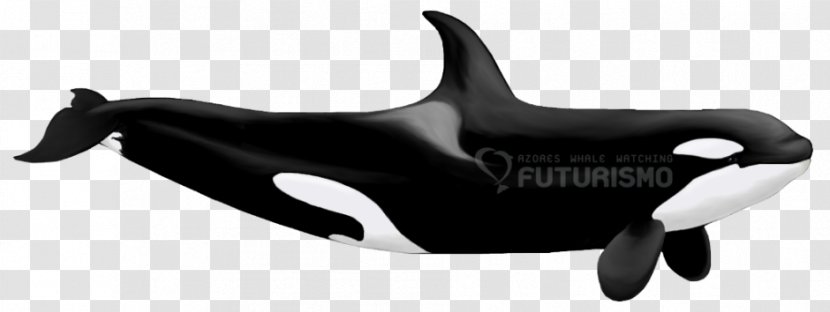 Killer Whale The Dolphin Family Orca: Called Cetacea Transparent PNG