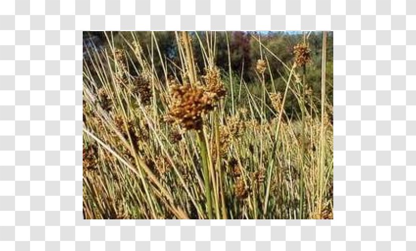Sweet Grass Vetiver Plant Community Juncus Pallidus Commodity - Chrysopogon Zizanioides Transparent PNG