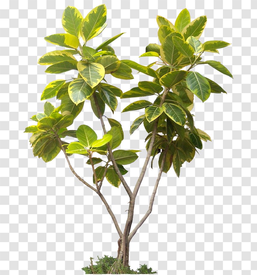 Tree Display Resolution Architectural Rendering - Plant Stem - Tropical Leaves Transparent PNG