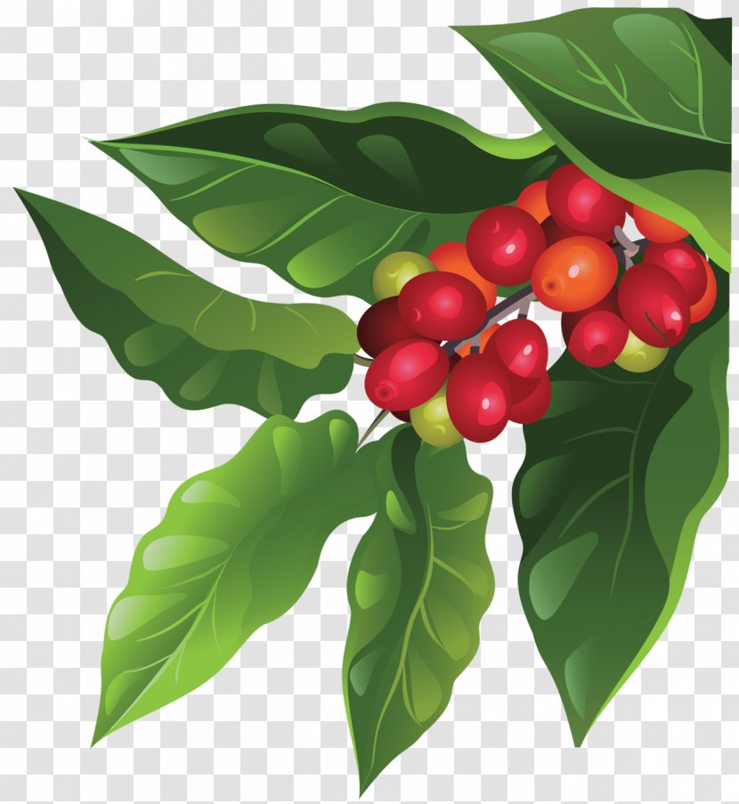 Coffee Bean Berry Arabica Fruit - Leaf - Plants Transparent PNG