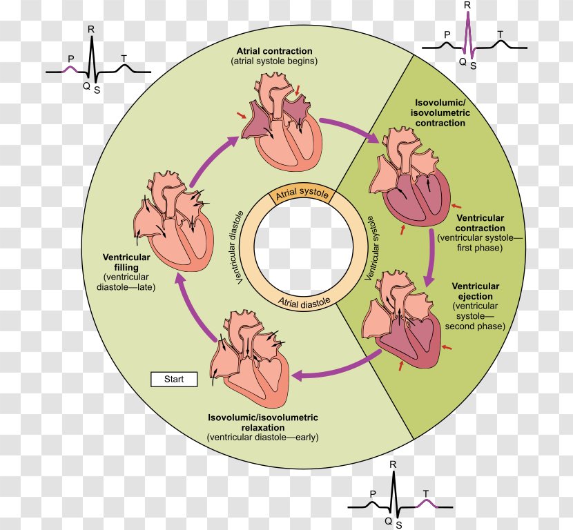 Cardiac Cycle Heart Ventricle Systole Diastole - Watercolor Transparent PNG
