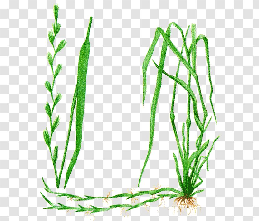 Одолень-трава Elytrigia Common Couch Motherwort Plant - Leonurus - Plam Transparent PNG
