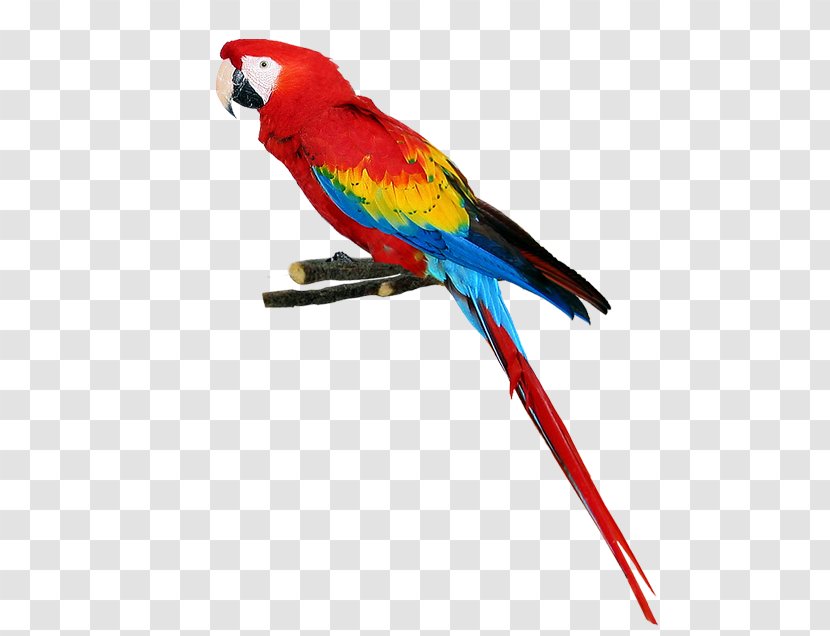 Parrot Bird - Animal Transparent PNG