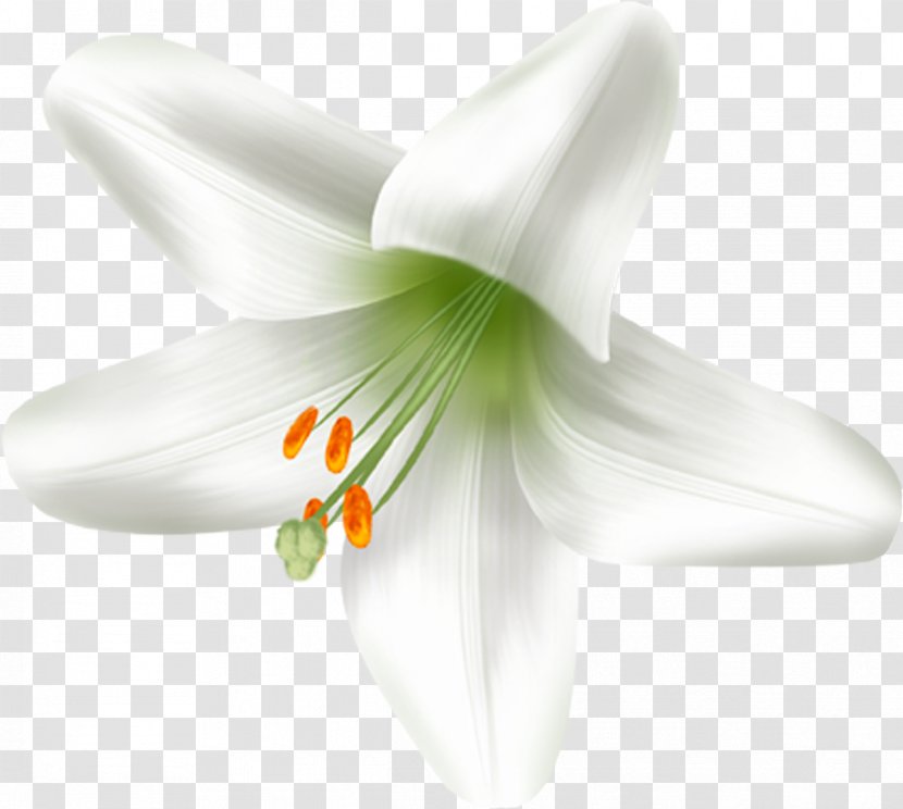 Flowering Plant Lilium Liliaceae - Lily M - Flower Transparent PNG