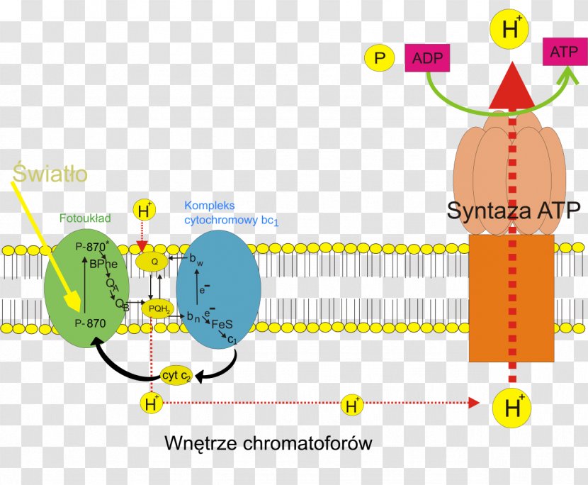 Photosynthesis Purple Bacteria Bakterie Zielone Wikipedia - Energy - Bluegreen Transparent PNG