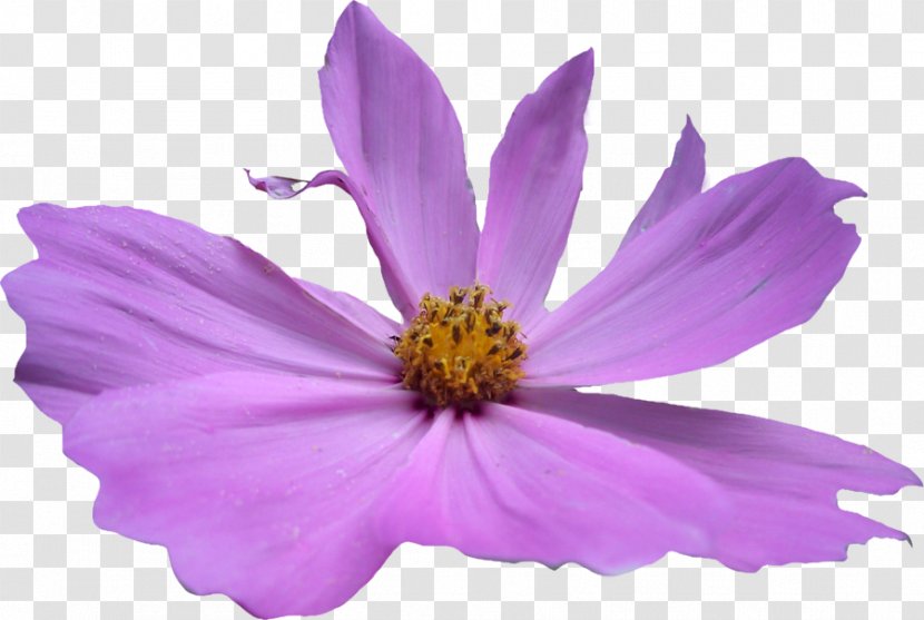 Autobiography Of A Vampire Violet Cosmos Bipinnatus Clip Art - Plant - Purple Flowers Transparent PNG