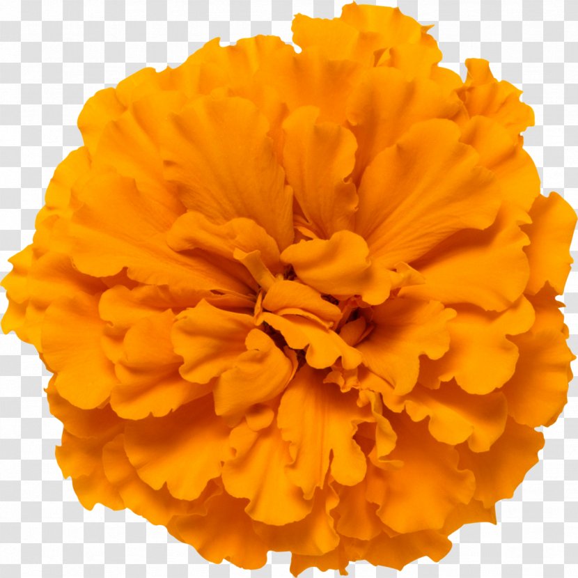 Mexican Marigold Calendula Officinalis Flower Glebionis Segetum Photography - Carnation Transparent PNG