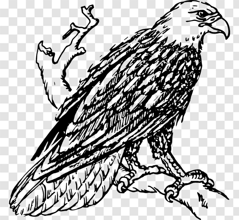 Bald Eagle White-tailed Golden Clip Art - Whitetailed Transparent PNG