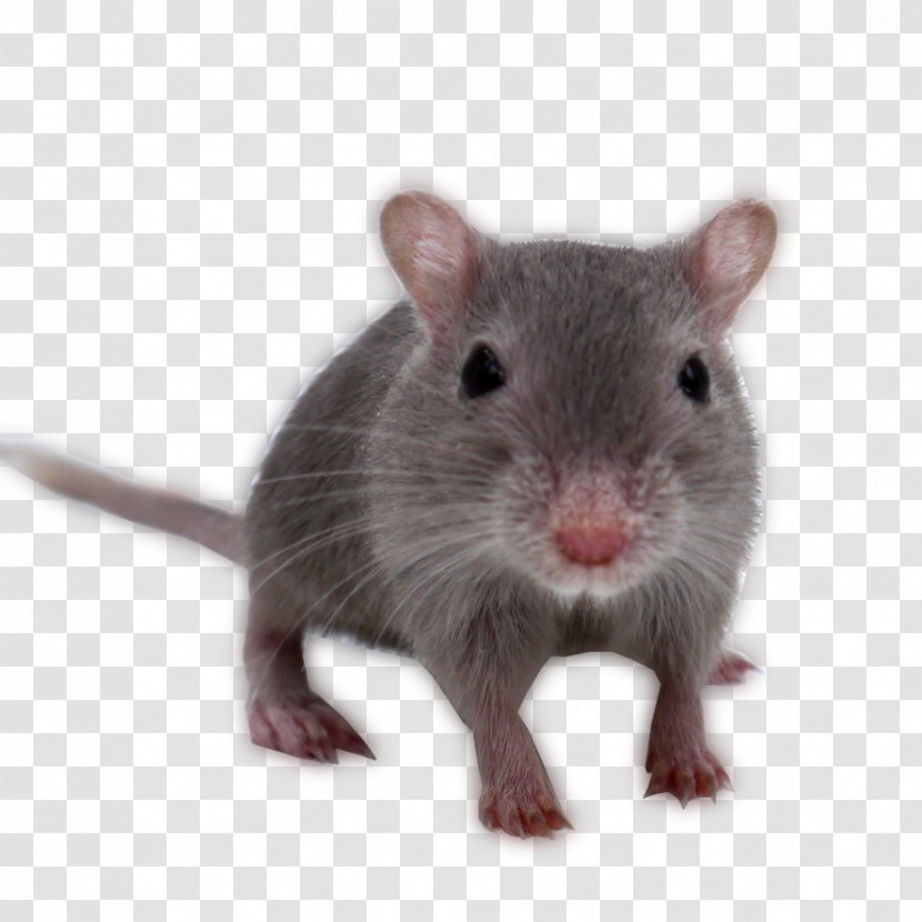 Gerbil Rat Guinea Pig Rodent Mouse - House Transparent PNG