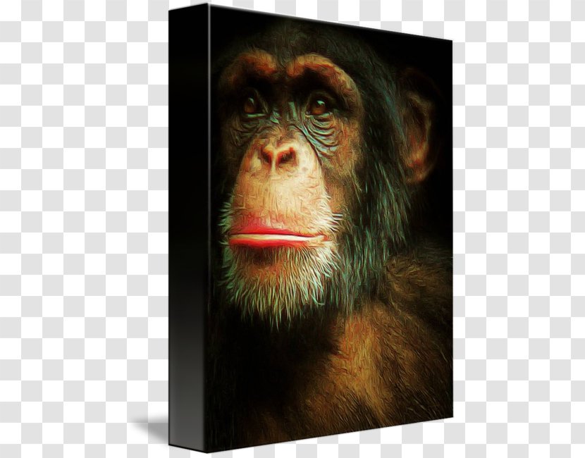 Common Chimpanzee Canvas Print Art Painting - Snout - Gorilla Transparent PNG