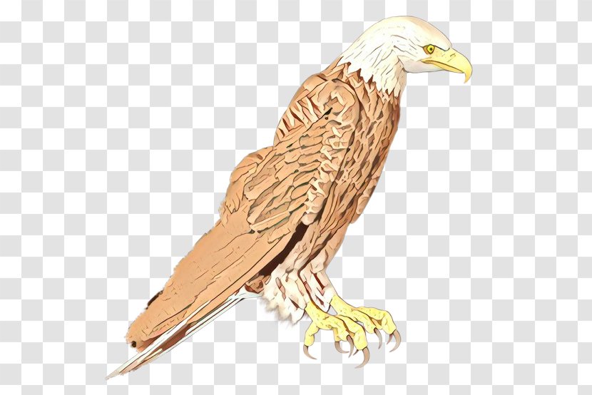 Eagle Cartoon - Bird - Carving Condor Transparent PNG