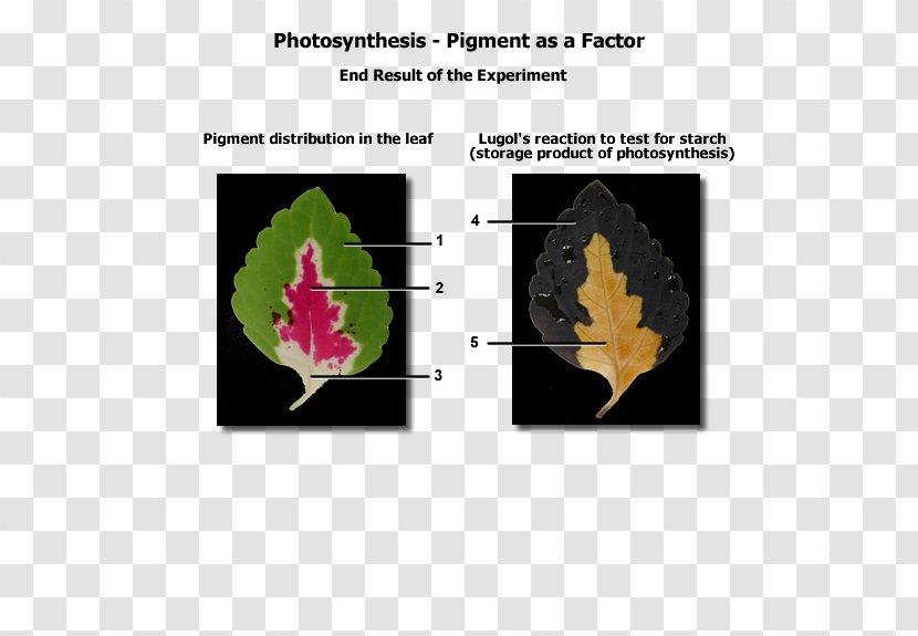 Biological Pigment Biology Photosynthesis Photosynthetic - Color Transparent PNG