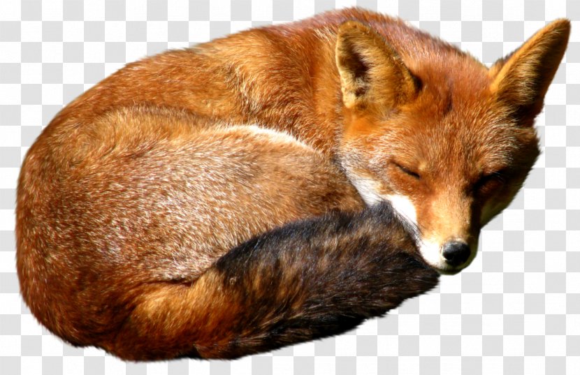 Red Fox - Icon Design Transparent PNG