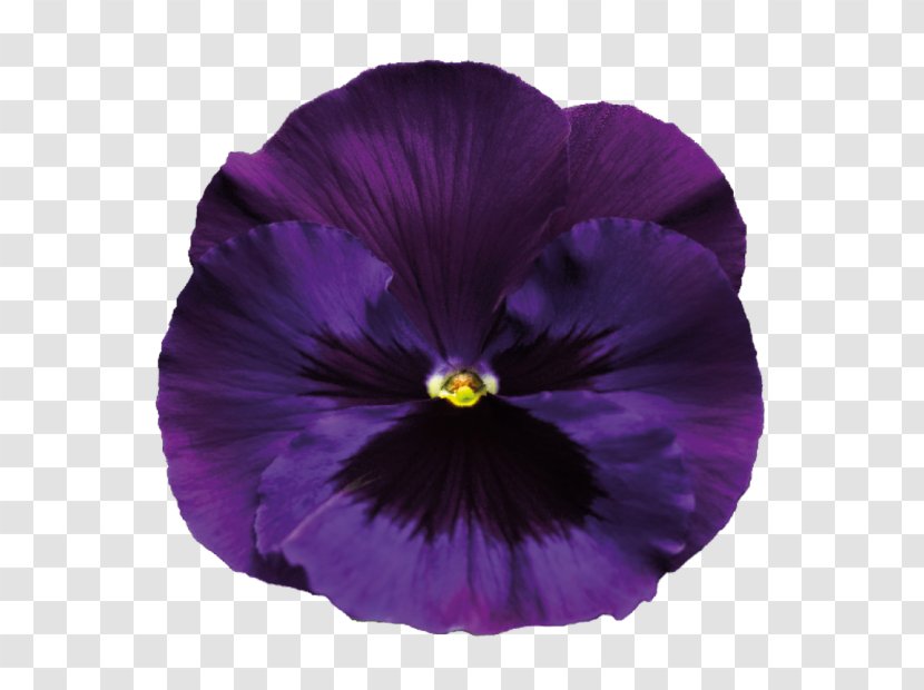 Sweet Violet Flower Purple Pansy - Pink Transparent PNG