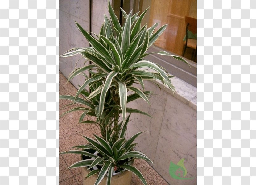 Dracaena Fragrans Dragon Tree Reflexa Var. Angustifolia Plant Chinese Evergreens - Cordyline Transparent PNG