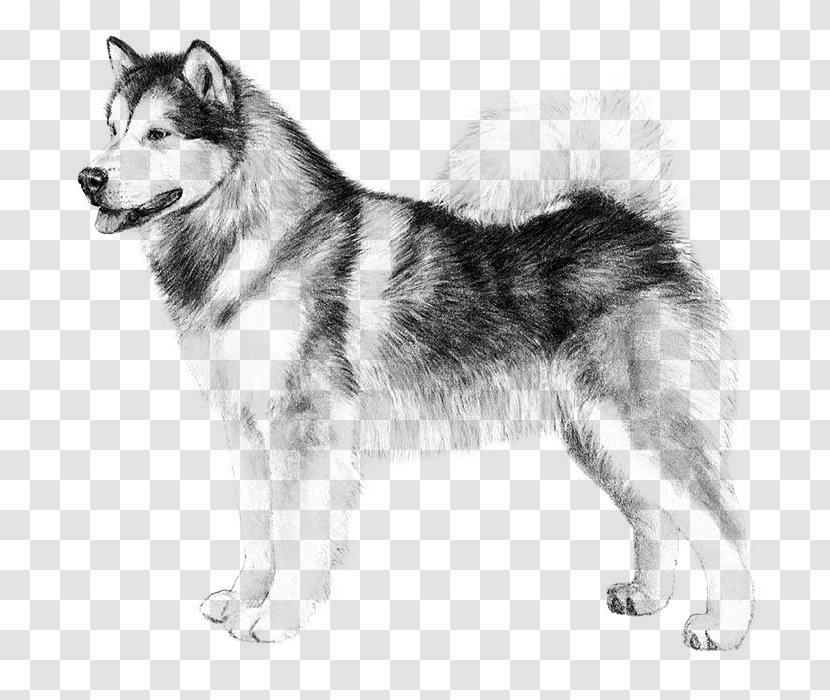 Alaskan Malamute Siberian Husky Klee Kai Puppy - West Laika Transparent PNG
