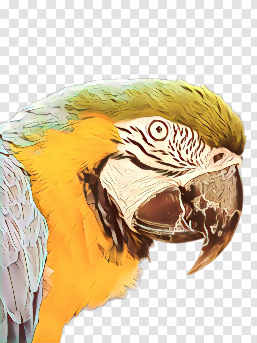 Feather Transparent PNG