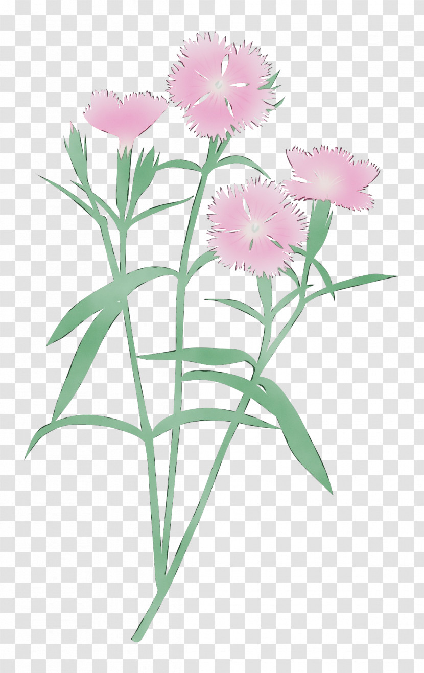 Flower Plant Pink Sweet William Petal Transparent PNG